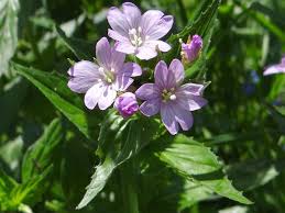 Attēlu rezultāti vaicājumam “Epilobium roseum flower”