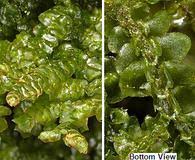 Attēlu rezultāti vaicājumam “Porella cordaeana”