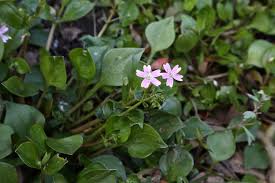 Attēlu rezultāti vaicājumam “Claytonia sibirica”