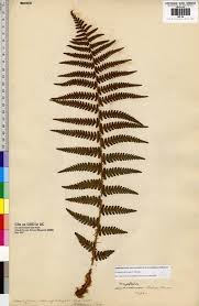 Attēlu rezultāti vaicājumam “Dryopteris filix-mas”