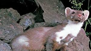 Attēlu rezultāti vaicājumam “Martes foina”