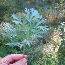 Image result for Artemisia absinthium