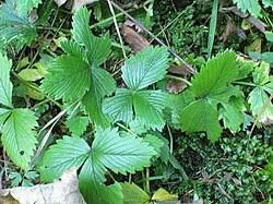 Attēlu rezultāti vaicājumam “Incurvaria praelatella”