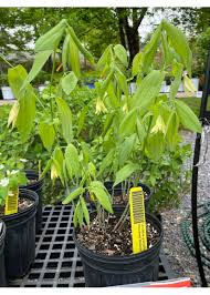 Attēlu rezultāti vaicājumam “Uvularia grandiflora flower”