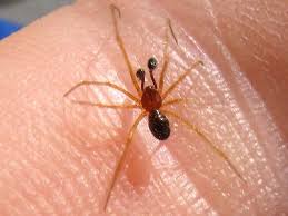 Attēlu rezultāti vaicājumam “Neottiura bimaculata”