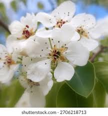 Attēlu rezultāti vaicājumam “Pyrus communis flower”