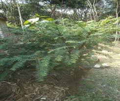 Attēlu rezultāti vaicājumam “Taxus wallichiana”