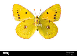 Attēlu rezultāti vaicājumam “Colias croceus”