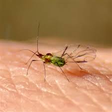 Attēlu rezultāti vaicājumam “Aphididae”