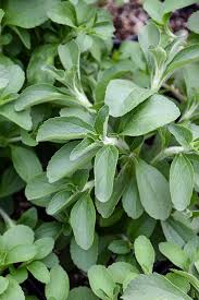 Image result for Stevia rebaudiana