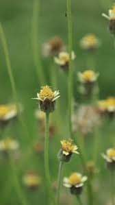 Attēlu rezultāti vaicājumam “Trifolium spadiceum flower”