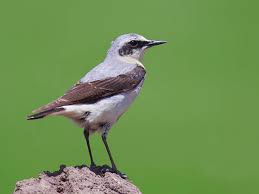Attēlu rezultāti vaicājumam “Oenanthe oenanthe male”