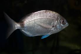 Image result for Diplodus capensis