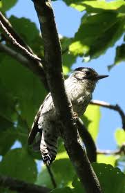 Attēlu rezultāti vaicājumam “Dendrocopos minor female”