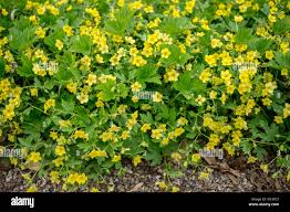 Attēlu rezultāti vaicājumam “Waldsteinia geoides flower”