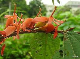 Attēlu rezultāti vaicājumam “Podophyllum hexandrum fruit”