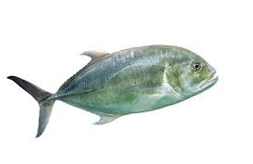 Image result for Caranx lugubris