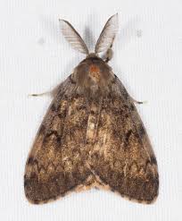 Attēlu rezultāti vaicājumam “Lymantria dispar”