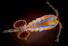 Attēlu rezultāti vaicājumam “Copepoda”
