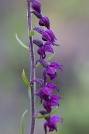 Attēlu rezultāti vaicājumam “Epipactis atrorubens bud”