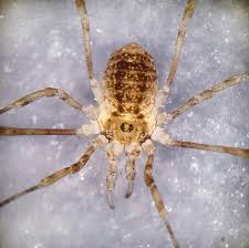 Attēlu rezultāti vaicājumam “Lophopilio palpinalis”