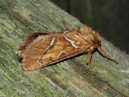 Attēlu rezultāti vaicājumam “Hepialus sylvina female”