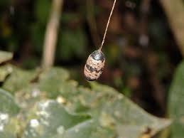 Attēlu rezultāti vaicājumam “Ichneumonidae cocoon”