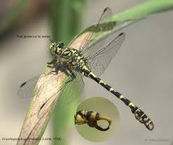 Attēlu rezultāti vaicājumam “Onychogomphus forcipatus”