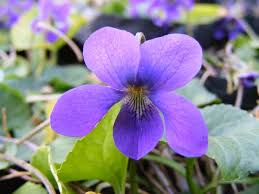 Attēlu rezultāti vaicājumam “Viola odorata flower”