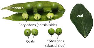 Attēlu rezultāti vaicājumam “Pisum sativum leaf”