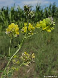 Attēlu rezultāti vaicājumam “Medicago sativa subsp. sativa”