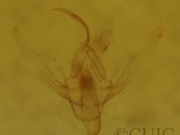 Attēlu rezultāti vaicājumam “Hypenodes humidalis”