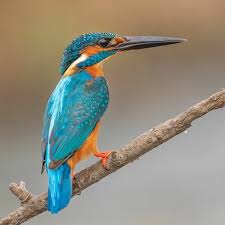 Attēlu rezultāti vaicājumam “Alcedo atthis”