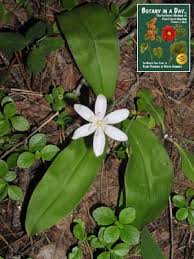 Attēlu rezultāti vaicājumam “Liliaceae”