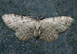 Attēlu rezultāti vaicājumam “Anticollix sparsata”