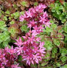 Attēlu rezultāti vaicājumam “Phedimus spurius flower”