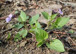 Attēlu rezultāti vaicājumam “Viola reichenbachiana”