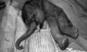 Image result for sad elephant