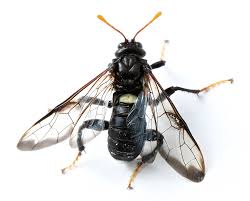 Attēlu rezultāti vaicājumam “Cimbicidae”