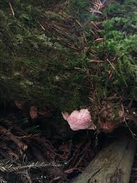 Attēlu rezultāti vaicājumam “Leptoporus mollis”
