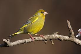 Attēlu rezultāti vaicājumam “Chloris chloris”