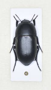 Attēlu rezultāti vaicājumam “Epuraea sp.”