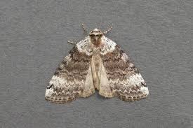 Attēlu rezultāti vaicājumam “Tetheella fluctuosa”