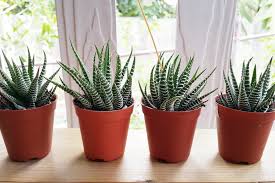 Image result for Haworthia