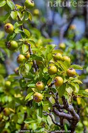 Attēlu rezultāti vaicājumam “Pyrus pyraster”