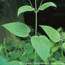 Attēlu rezultāti vaicājumam “Stachys sylvatica leaf”