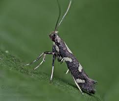 Attēlu rezultāti vaicājumam “Calybites phasianipennella”