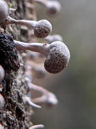 Attēlu rezultāti vaicājumam “Phleogena faginea young”