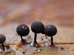 Attēlu rezultāti vaicājumam “Amaurochaete fusiformis macro”