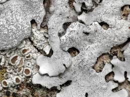 Attēlu rezultāti vaicājumam “Parmelina tiliacea”